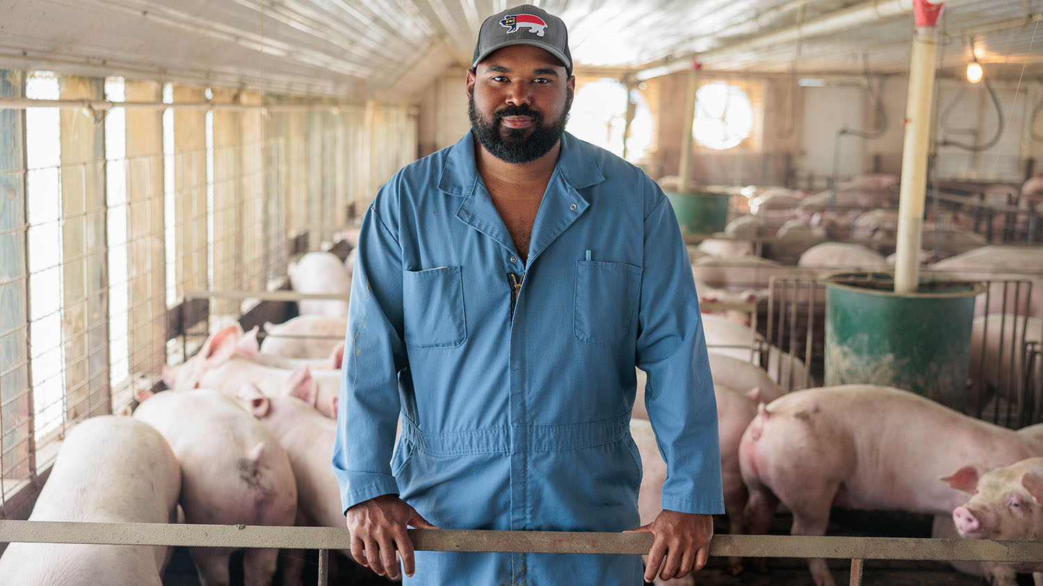 a man in blue coveralls stands with pigs in a barn